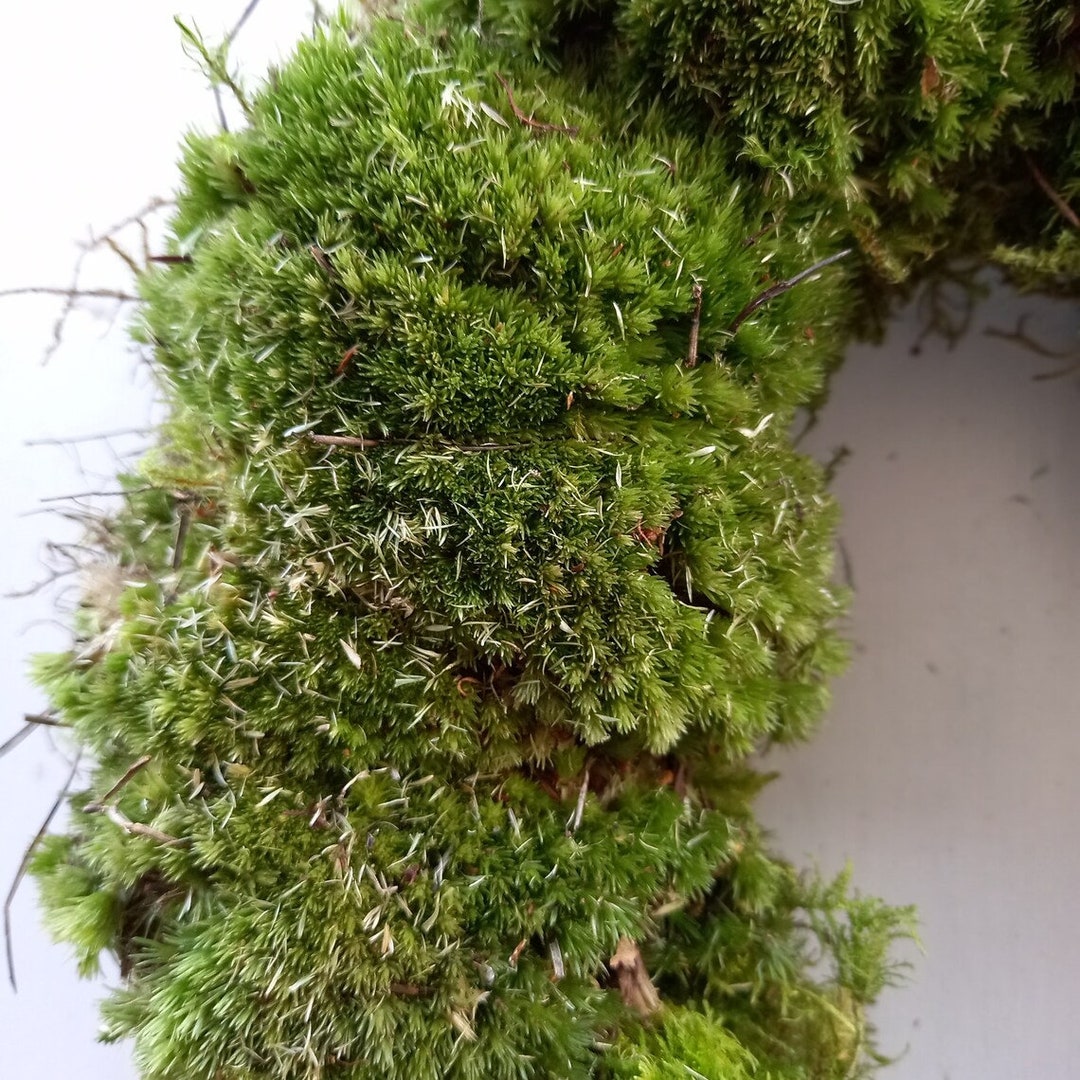 Hand Made Fresh Moss Wreath Ring Ready for Decorating Etsy UK