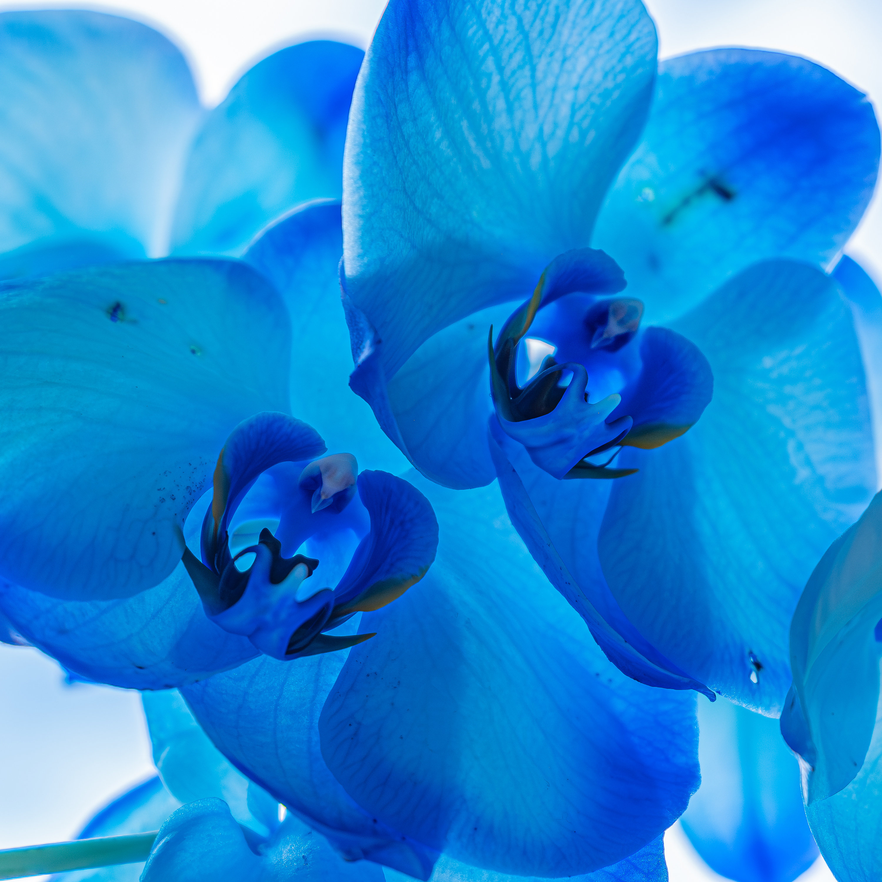 Cobalt Blue Orchid, Blue Orchids, Blue Orchid Flower (Download Now) Etsy