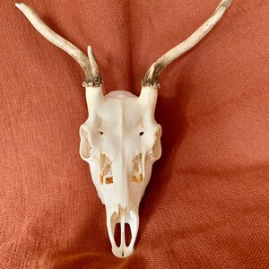 May include: A white deer skull with antlers on a brown fabric background.
