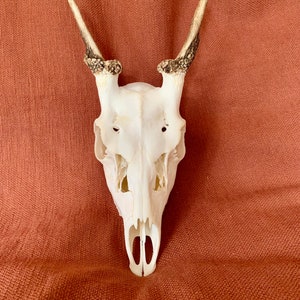 May include: A white deer skull with antlers on a brown fabric background.