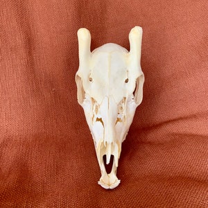 May include: A white deer skull with antlers, viewed from the front, against a brown fabric background.