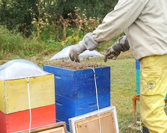 Beevenom collection machine