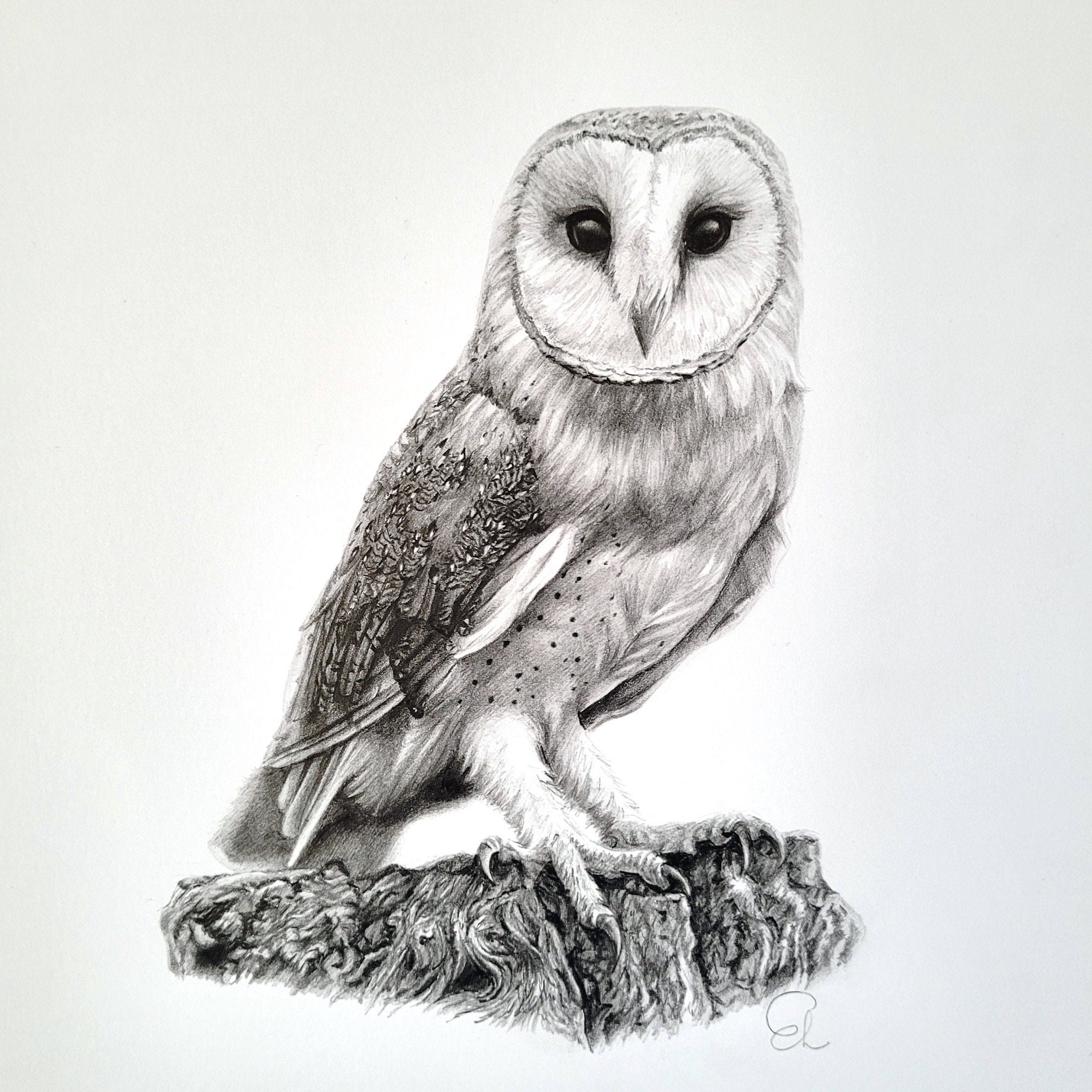 BARN OWL Original A4 Pencil Drawing, Presented in Black 10x12 Cardboard