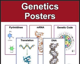 Può includere: Cinque poster educativi colorati sulla genetica, tra cui pirimidine, mRNA, traduzione, DNA e codice genetico. I poster fanno parte di un set per le scienze della vita e la biologia.