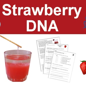 Strawberry DNA Extraction