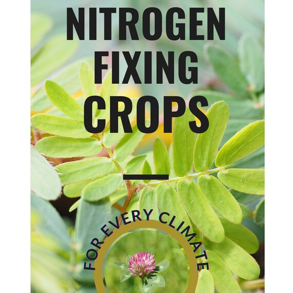 Nitrogen Fixing Plants List According to USDA Hardiness Zones Etsy