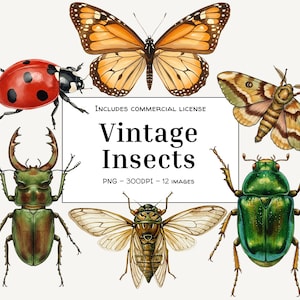 Vintage Insect Watercolor Clipart Bundle: Botanical Bug Illustrations (PNG Digital Download