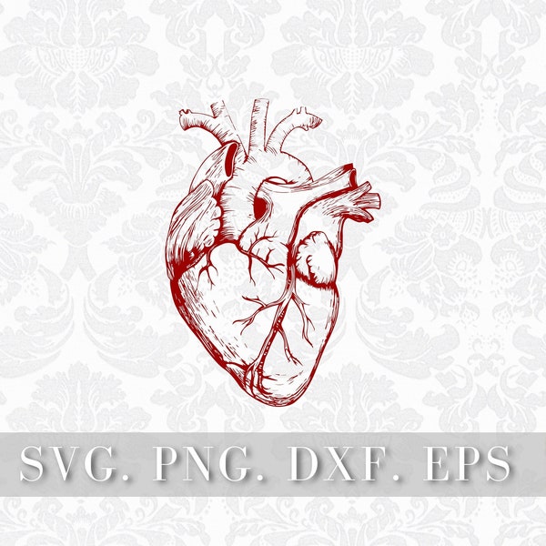 Heart svg, png, dxf, eps, laser file, anatomical heart svg/clip art, svg files, svg silhouette and cricut, instant download