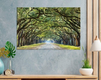 May include: A canvas print of a tree-lined road. The image features a long, straight road framed by large trees with arching branches covered in green leaves and Spanish moss. The road leads to a bright, distant point.