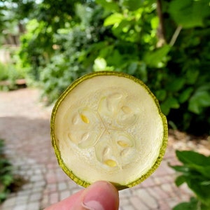 Dried Zucchini Slices - Healthy Snack Alternative, Customizable Spice Options, Natural & Additive-Free