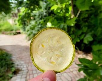 Dried Zucchini Slices - Healthy Snack Alternative, Customizable Spice Options, Natural & Additive-Free