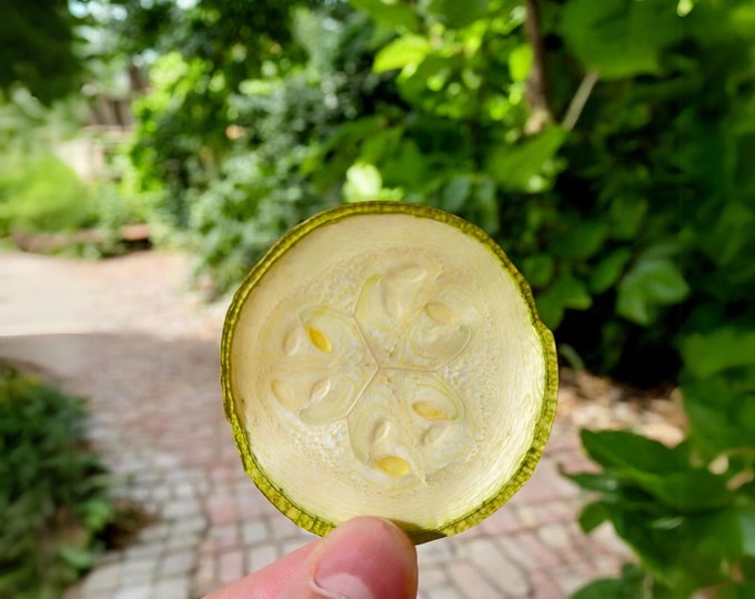 Dried Zucchini Slices - Healthy Snack Alternative, Customizable Spice Options, Natural & Additive-Free