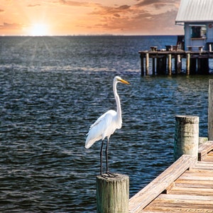 Bird Perched on Anna Maria Island Pier as a glossy print, canvas or on metal showcases a living room, bedroom or office