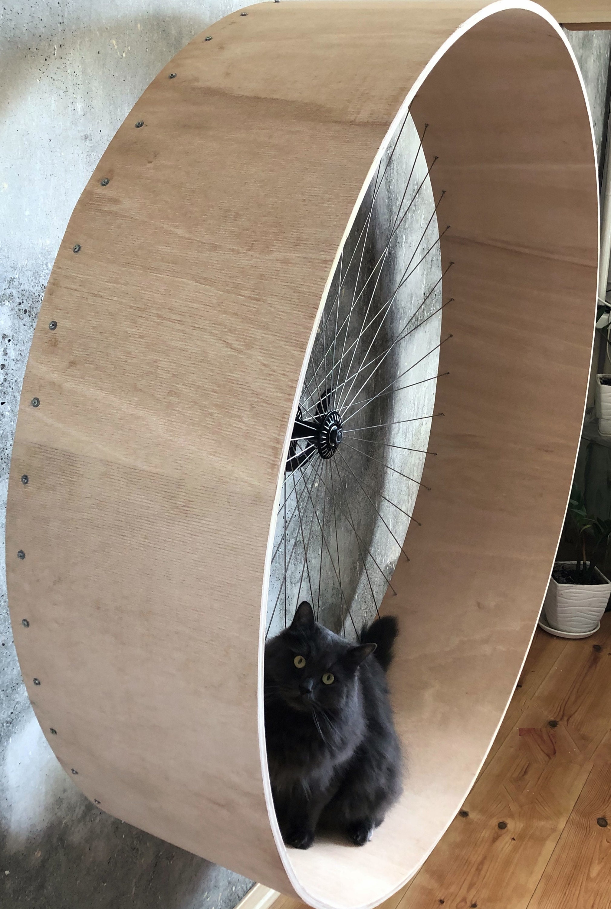 Diy hot sale cat wheel