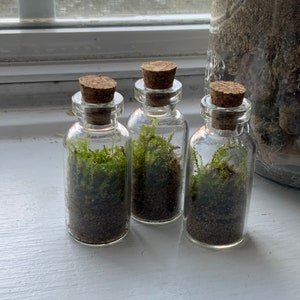 Live Cushion Moss for Terrariums