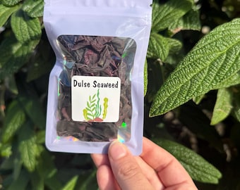 Dulse-tång - Eremitkräfta som söker föda - Hälsosamma snacks - Eremitkräftafoder