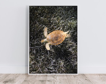 Swimming Sea Turtle Print | Ocean Photography (Digital Download)