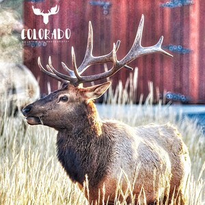 Young Bull Elk Digital Download Photograph