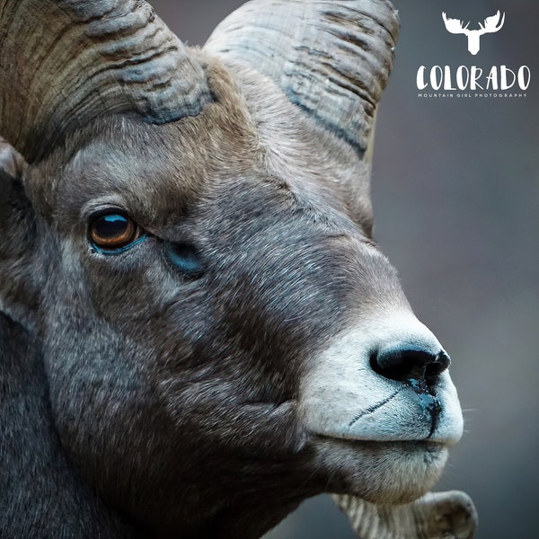 Rocky Mountain Big Horn Sheep Ram Close Up Digital Download Photograph