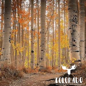 Fall Aspen Trees Digital Download Photograph