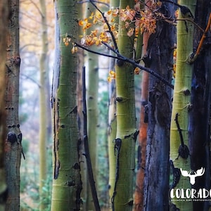Colorful Aspen Trees Digital Download Photograph