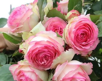 EDEN Climbing Rose