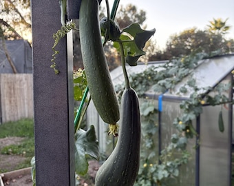 Loofah Sponge Gourd Seeds