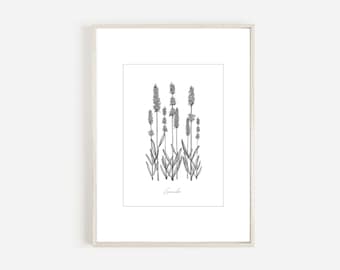 Printable Wall Art Lavender, Botanical Illustrations Digital, Lavender Wall Art Print, Herb and Spice Wall Art, Herbs Printables
