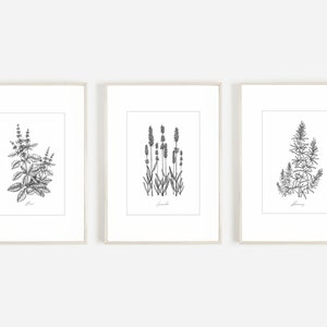 Herb Prints Set of 3, Basil, Lavender, Rosemary, Herbs Kitchen Art, Downloadable Prints, Herb and Spice Wall Art, Instant Download
