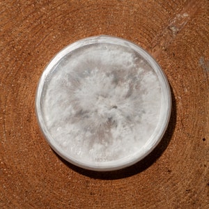 Irie Farm Culture Bank - 25 Medicinal/Gourmet Mushroom Cultures