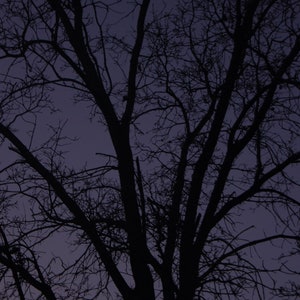 Sunset silhouette