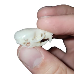 Mouse Skull Resin Replica: Oddity Collection, Jewelry Making