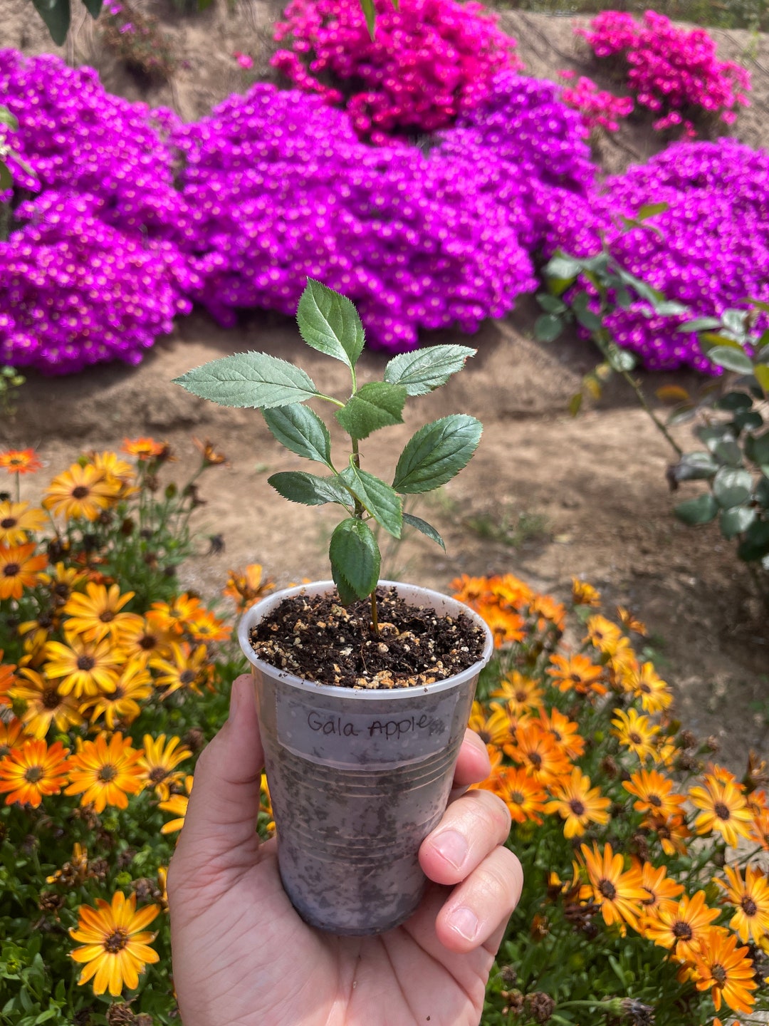 Organic Gala Apple Tree Etsy