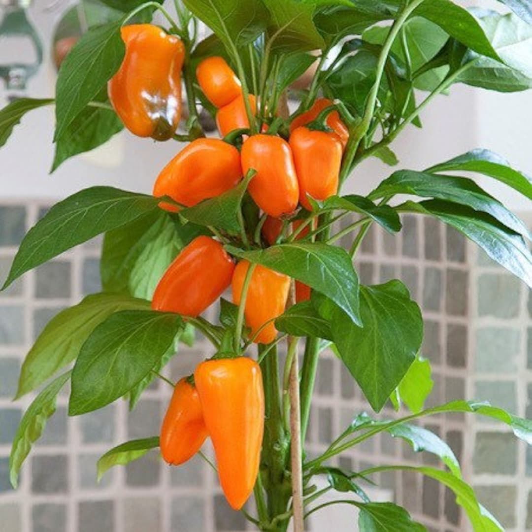 Organic Orange Minisweet Pepper Seeds Etsy