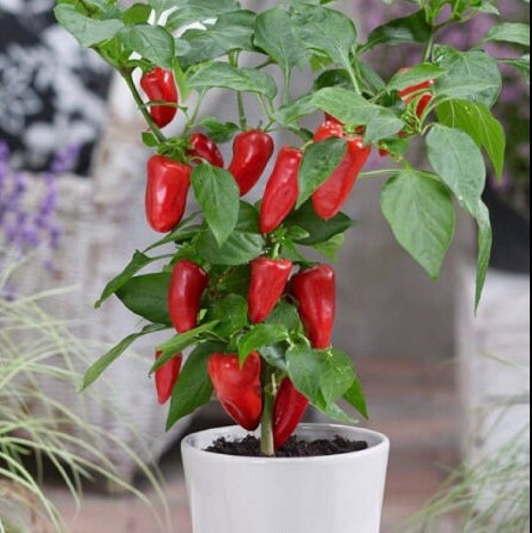 Organic Red Minisweet Pepper Seeds Etsy