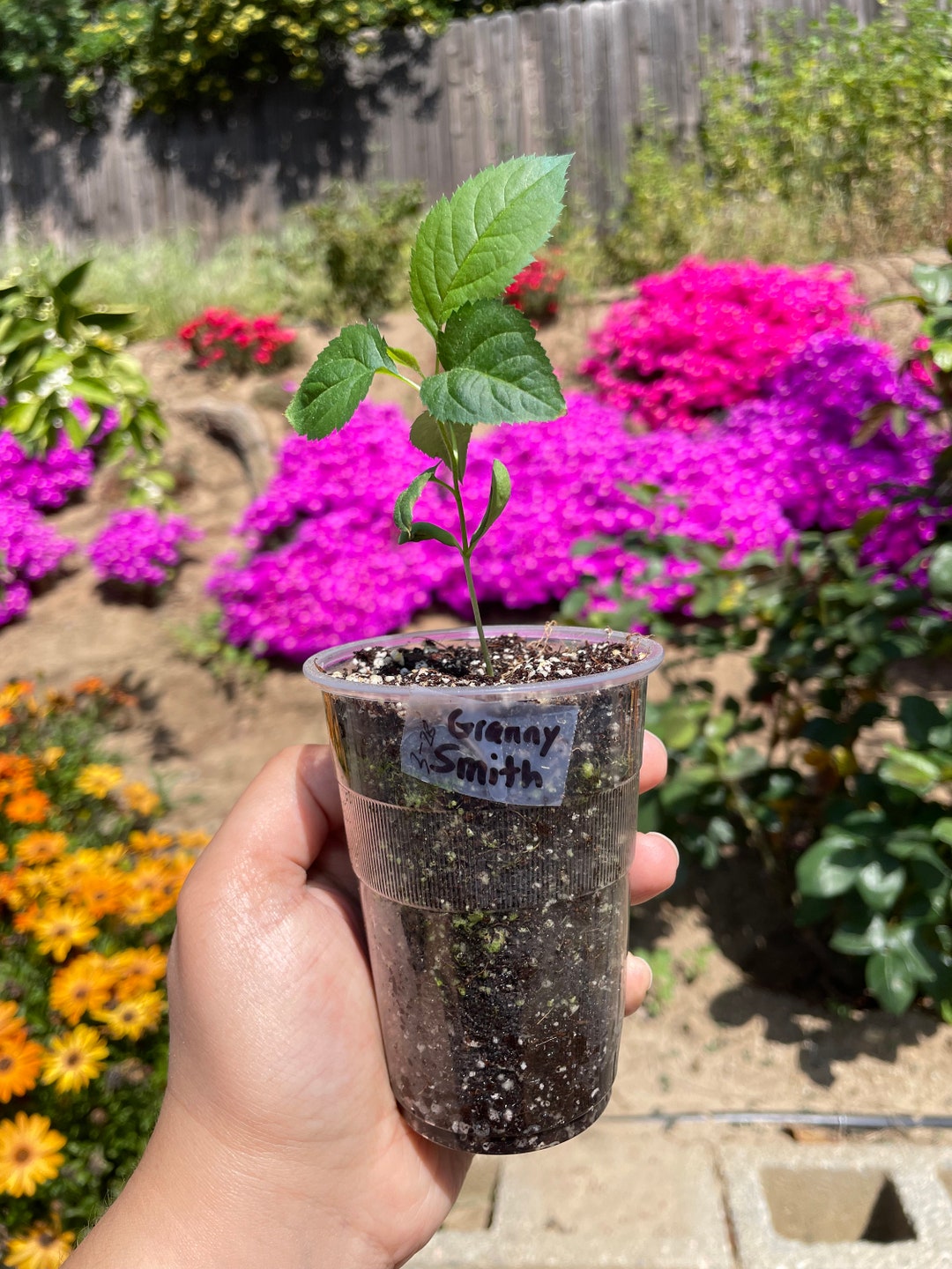 Organic Granny Smith Apple Tree Etsy