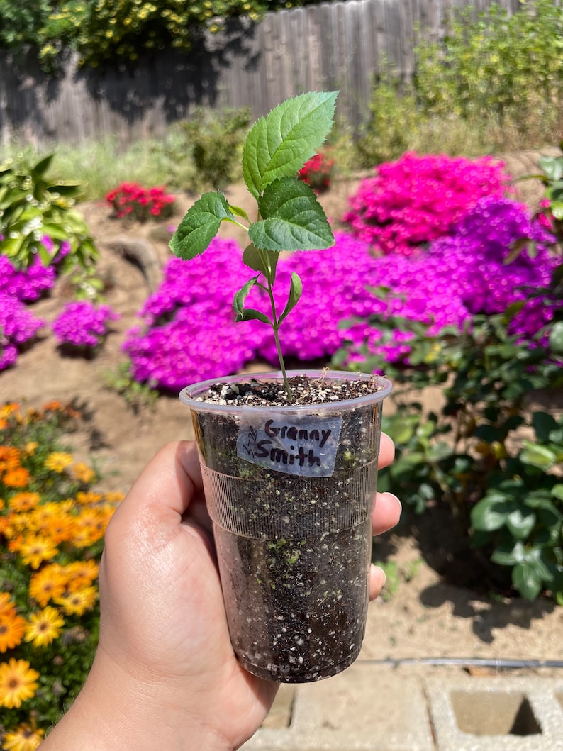 Organic Granny Smith Apple Tree Etsy