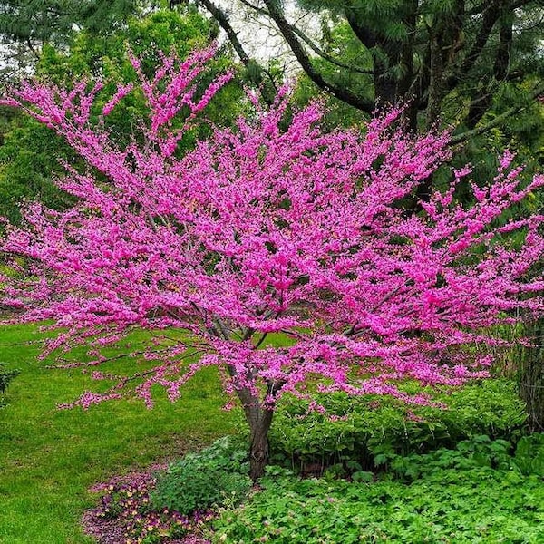 Western Redbud Tree Seeds