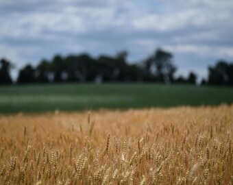 Op de afbeelding: Een veld met gouden tarwe met een wazige achtergrond van bomen en een bewolkte lucht.