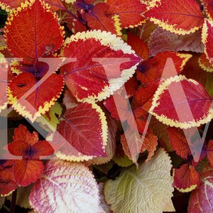 Vibrant Leaves