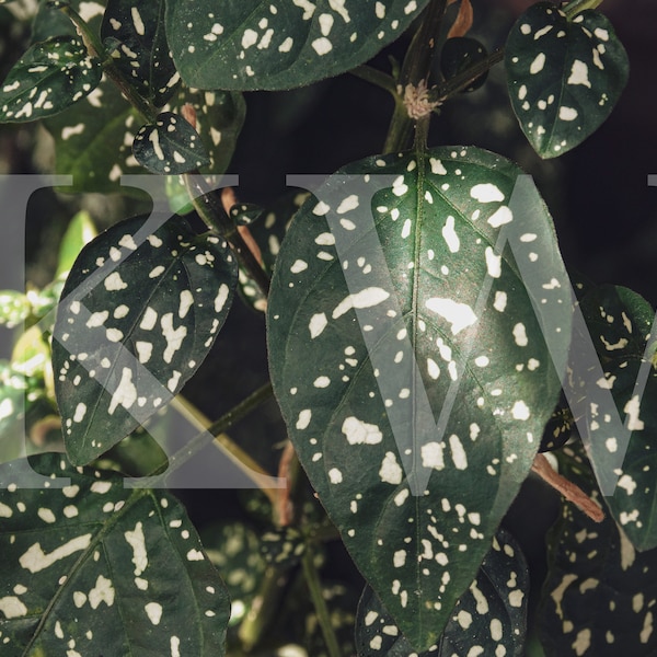 Speckled Leaves