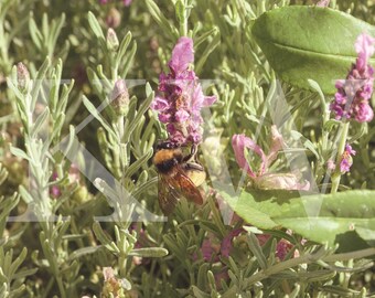 Bee