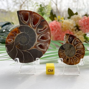 Natural Polished Ammonite Fossil with Stand From Madagascar