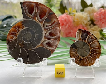 化石アンモナイト 化石ペア 研磨済み 100% 本物標本 マダガスカル 白