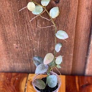 Hoya lacunosa mint coin