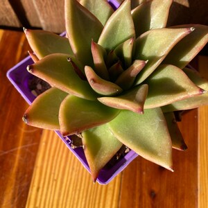Echeveria agavoides succulent