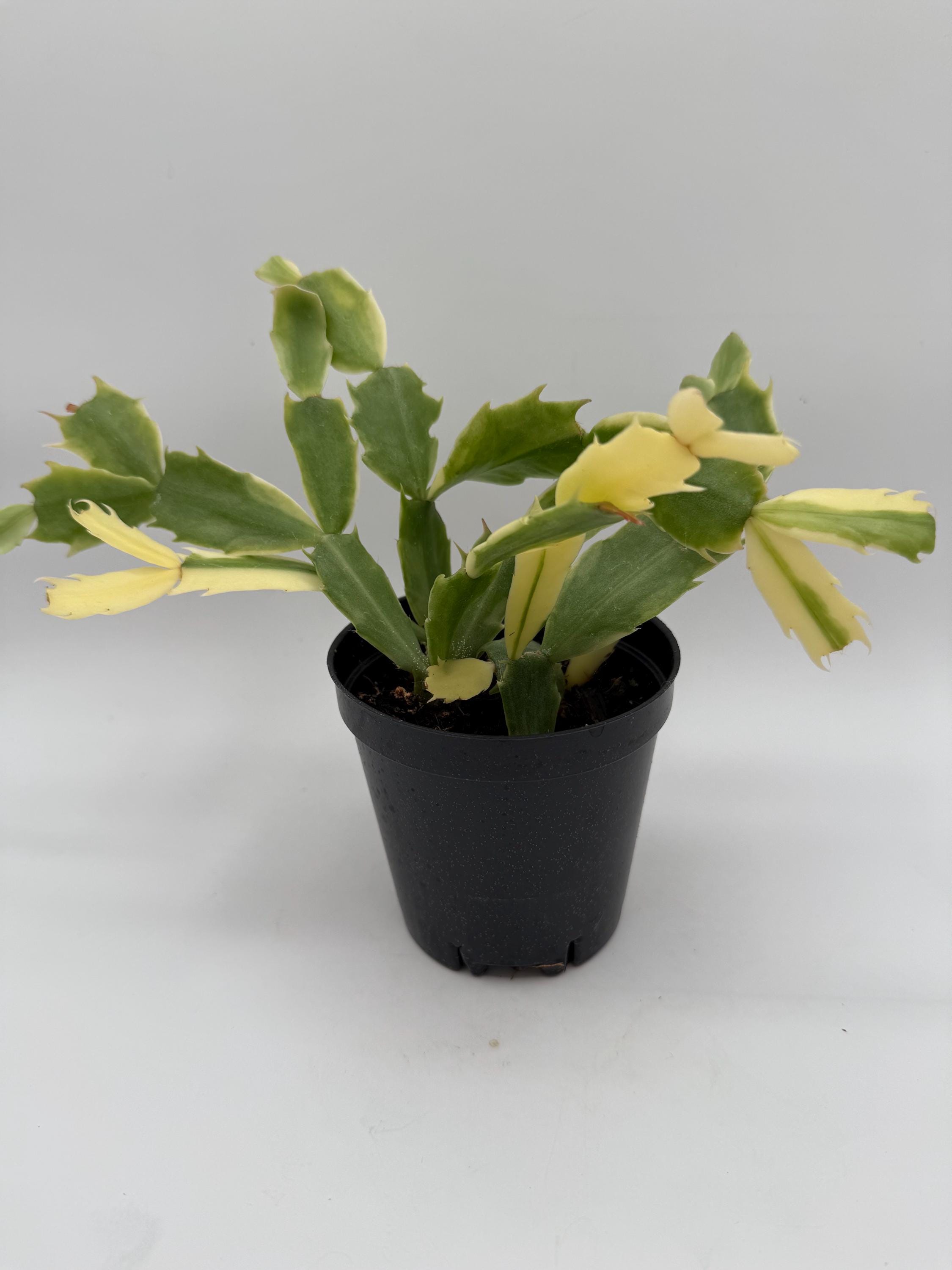 Schlumbergera Variegata 'madame Butterfly' (variegated Holiday Cactus) -  Etsy