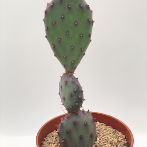 Opuntia Santa Rita ‘baby’ cactus