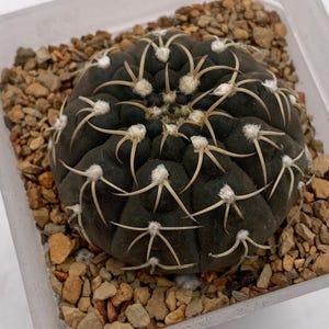 Gymnocalycium triacanthum cactus