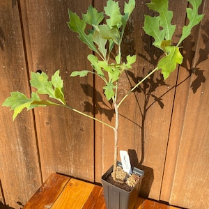 Cussonia paniculata rare caudex forming succulent